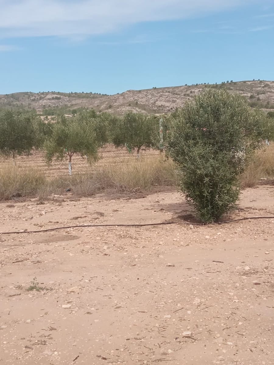 Grond te koop in Biar - € 88.000 (Ref: 8549532)