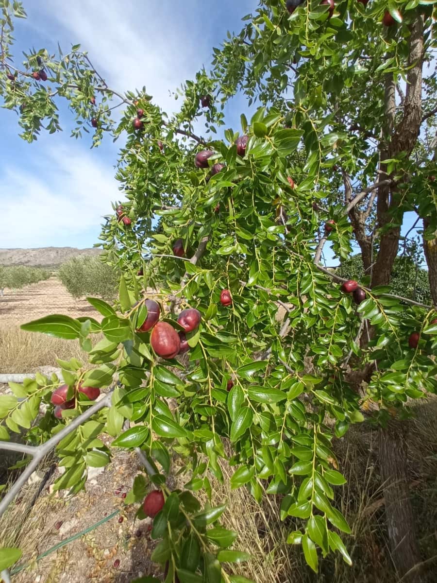 Grond te koop in Biar - € 88.000 (Ref: 8549532)