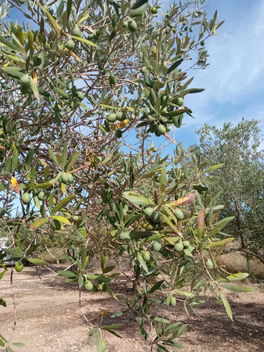 Grond te koop in Biar - € 88.000 (Ref: 8549532)