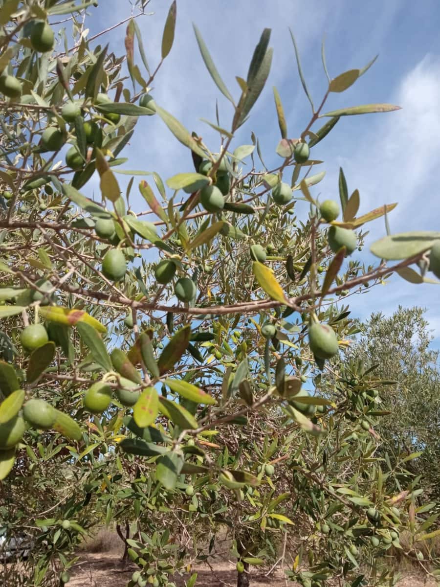 Grond te koop in Biar - € 88.000 (Ref: 8549532)