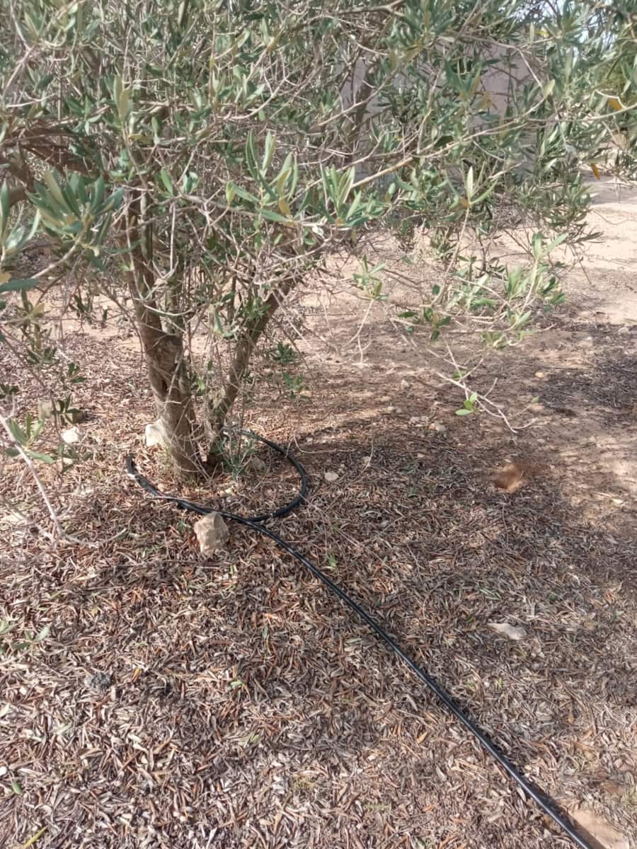 Grond te koop in Biar - € 88.000 (Ref: 8549532)