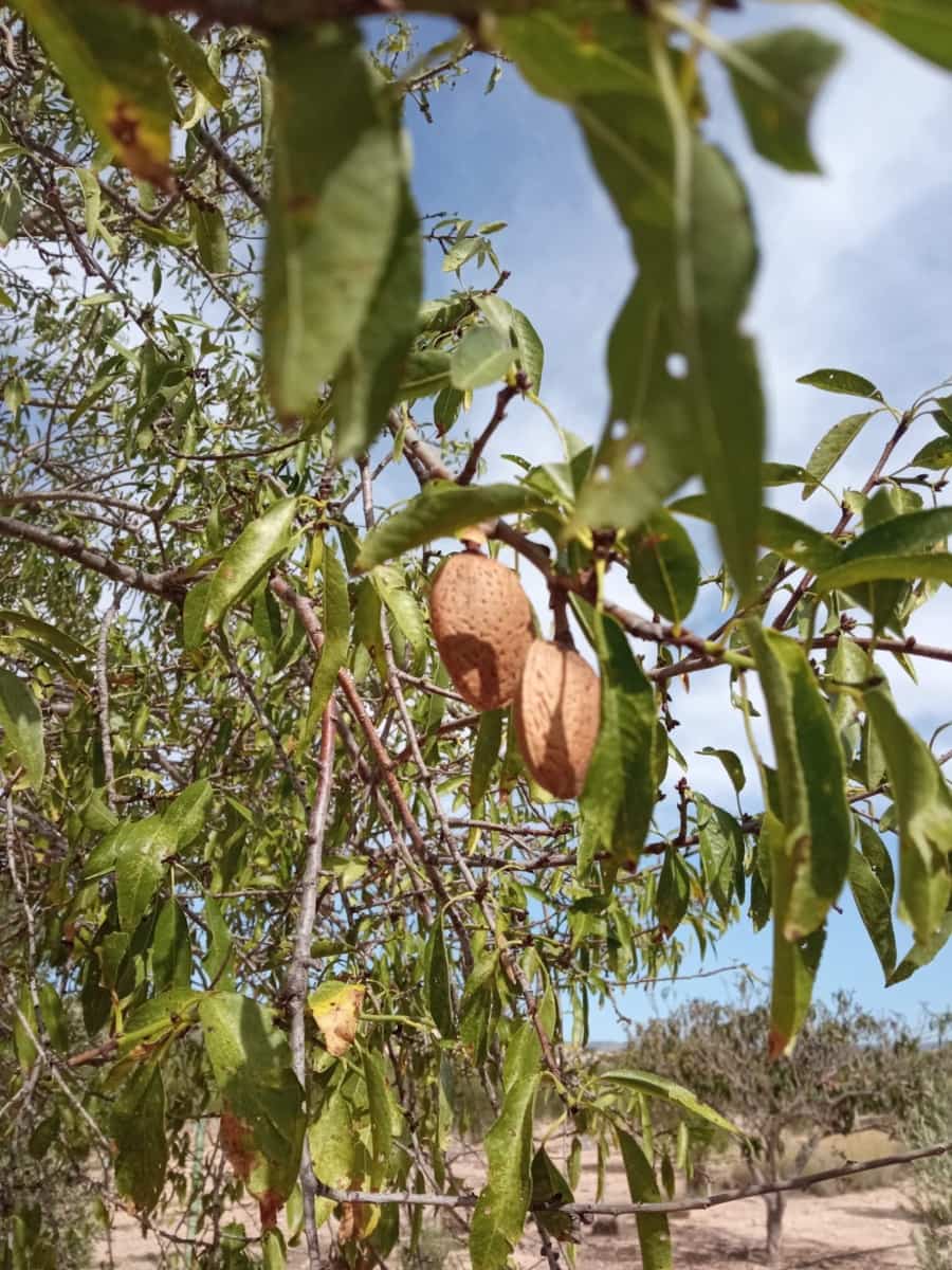 Grond te koop in Biar - € 88.000 (Ref: 8549532)