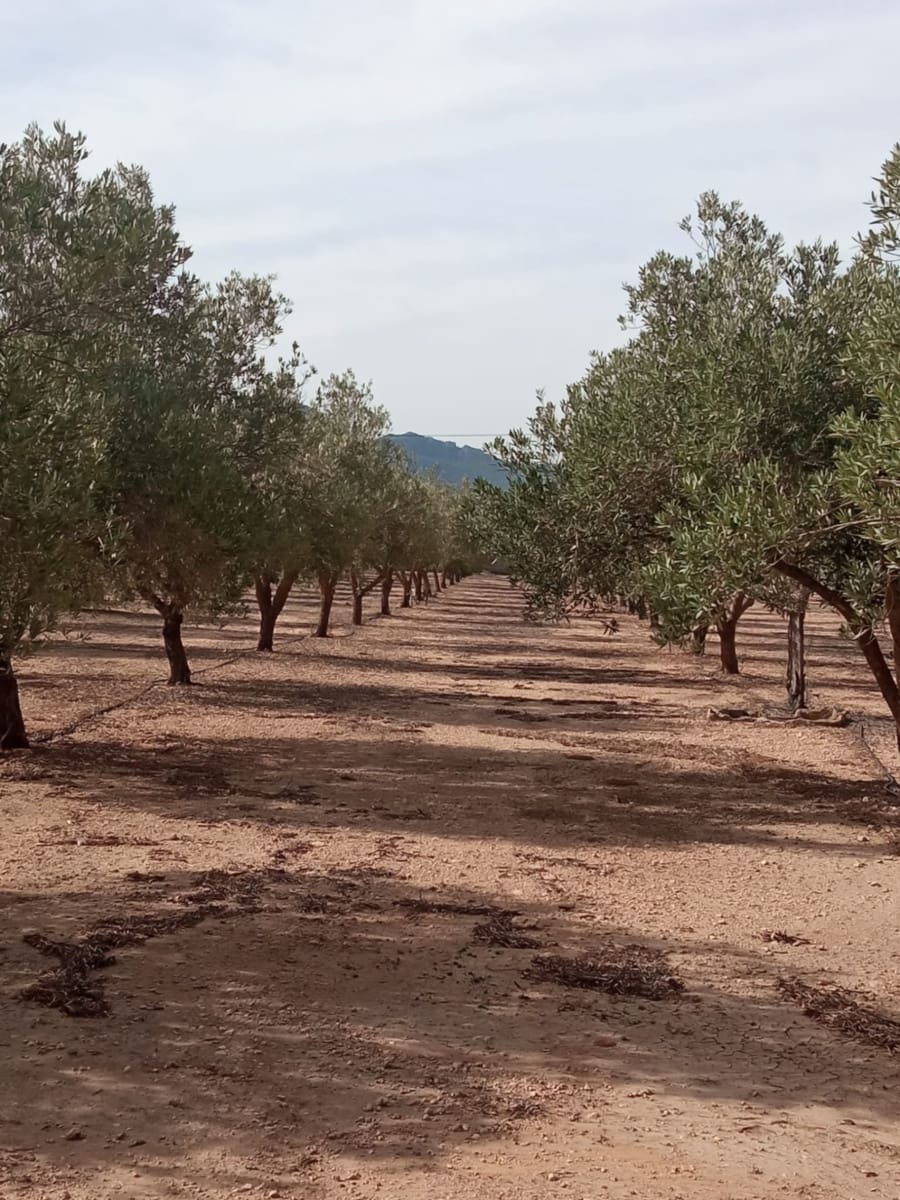 Grond te koop in Biar - € 88.000 (Ref: 8549532)