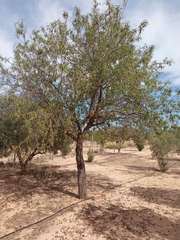 Mark till salu i Biar - 88 000 € (Ref: 8549532)