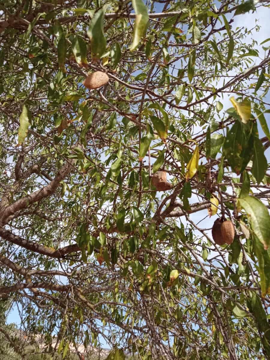 Grond te koop in Biar - € 88.000 (Ref: 8549532)