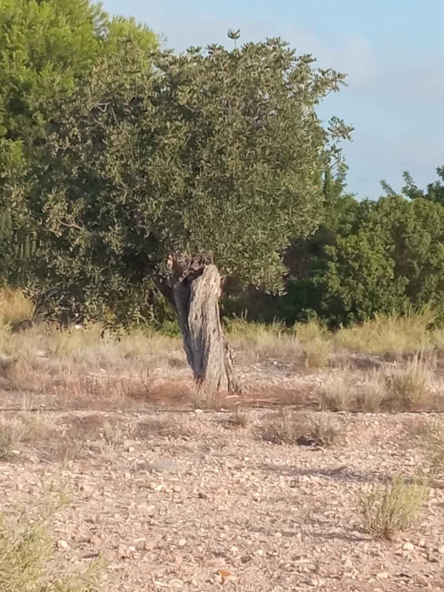 Byggegrund til salg i Muchamiel / Mutxamel - € 127.000 (Ref: 8561686)