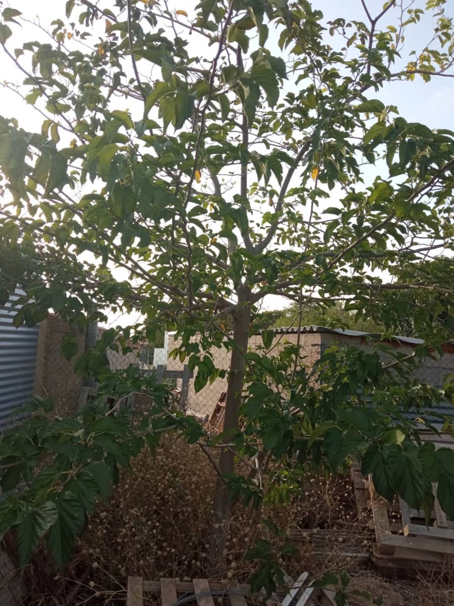 Byggegrund til salg i Muchamiel / Mutxamel - € 127.000 (Ref: 8561686)