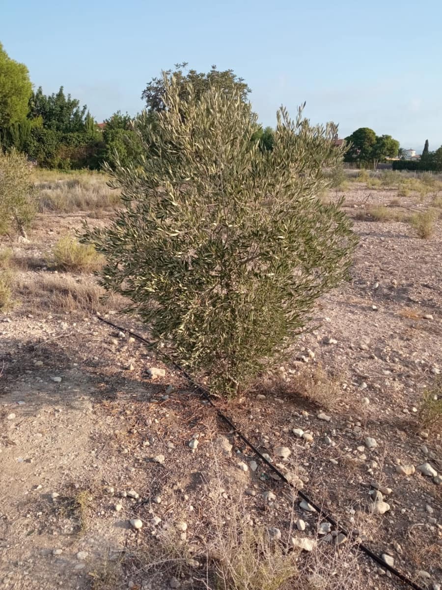 Byggegrund til salg i Muchamiel / Mutxamel - € 127.000 (Ref: 8561686)