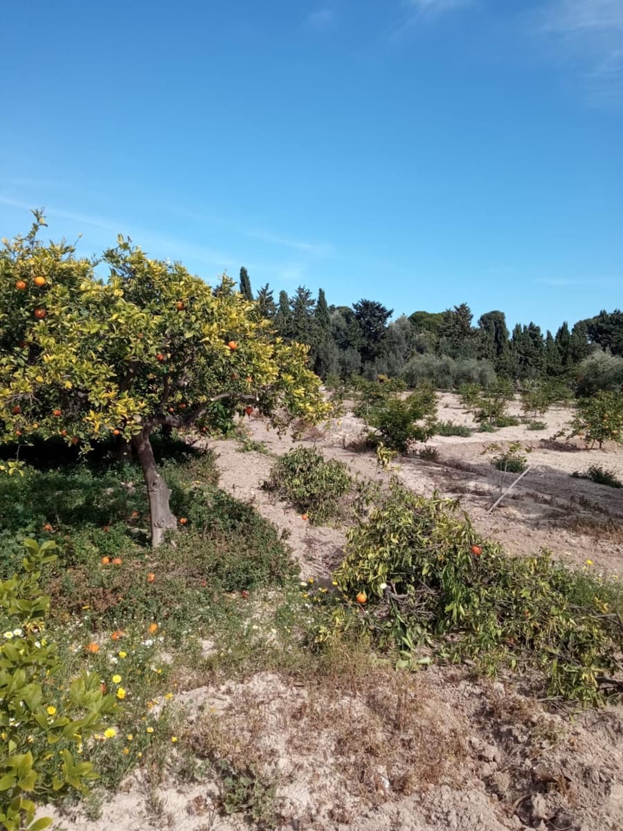 5 sypialnia Willa na sprzedaż w Muchamiel / Mutxamel z garażem - 1 600 000 € (Ref: 8930393)