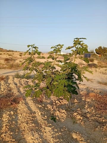 Grond te koop in Alicante stad - € 139.900 (Ref: 9128260)