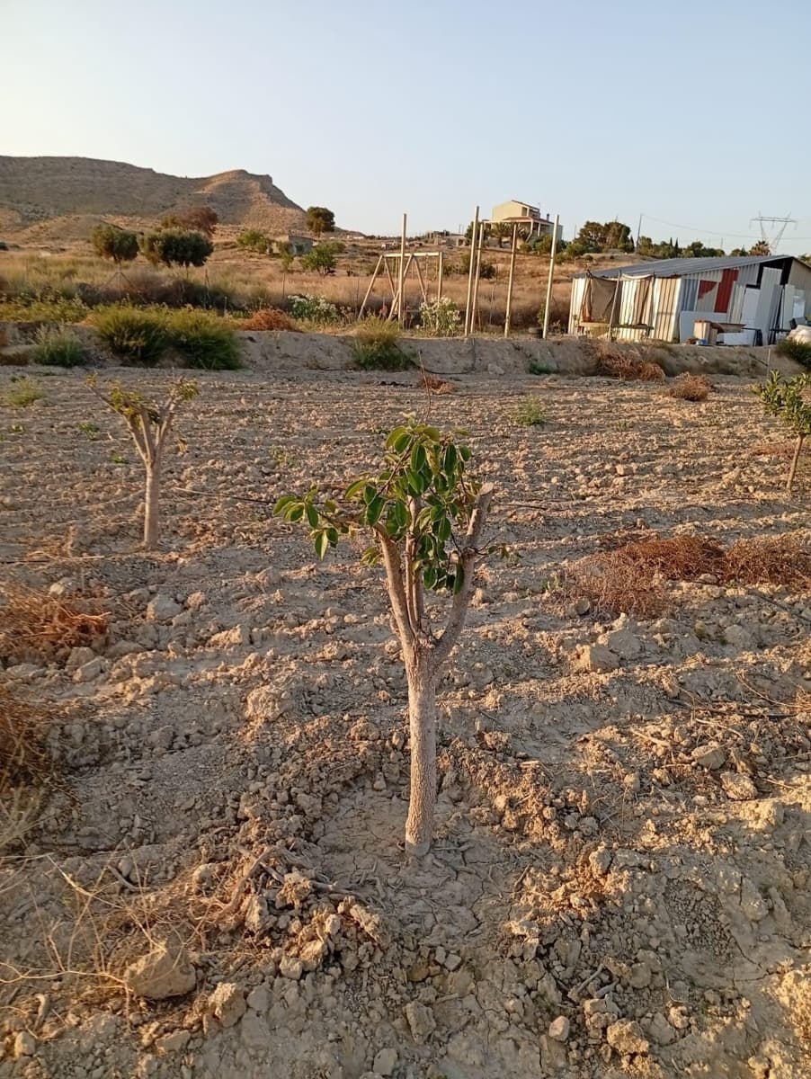 Grunde uden byggetilladelser til salg i Alicante by - € 139.900 (Ref: 9128260)