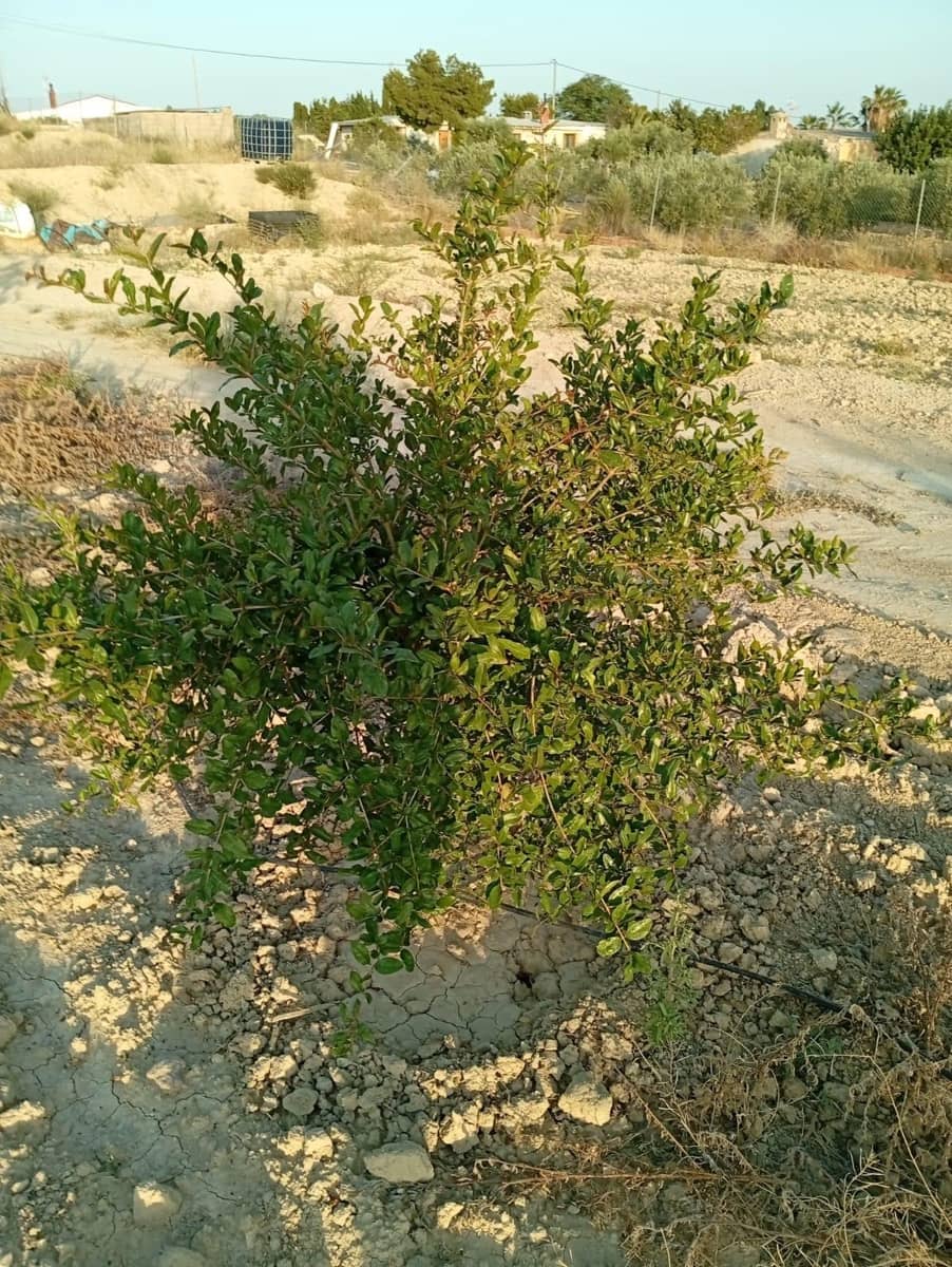 Grunde uden byggetilladelser til salg i Alicante by - € 139.900 (Ref: 9128260)