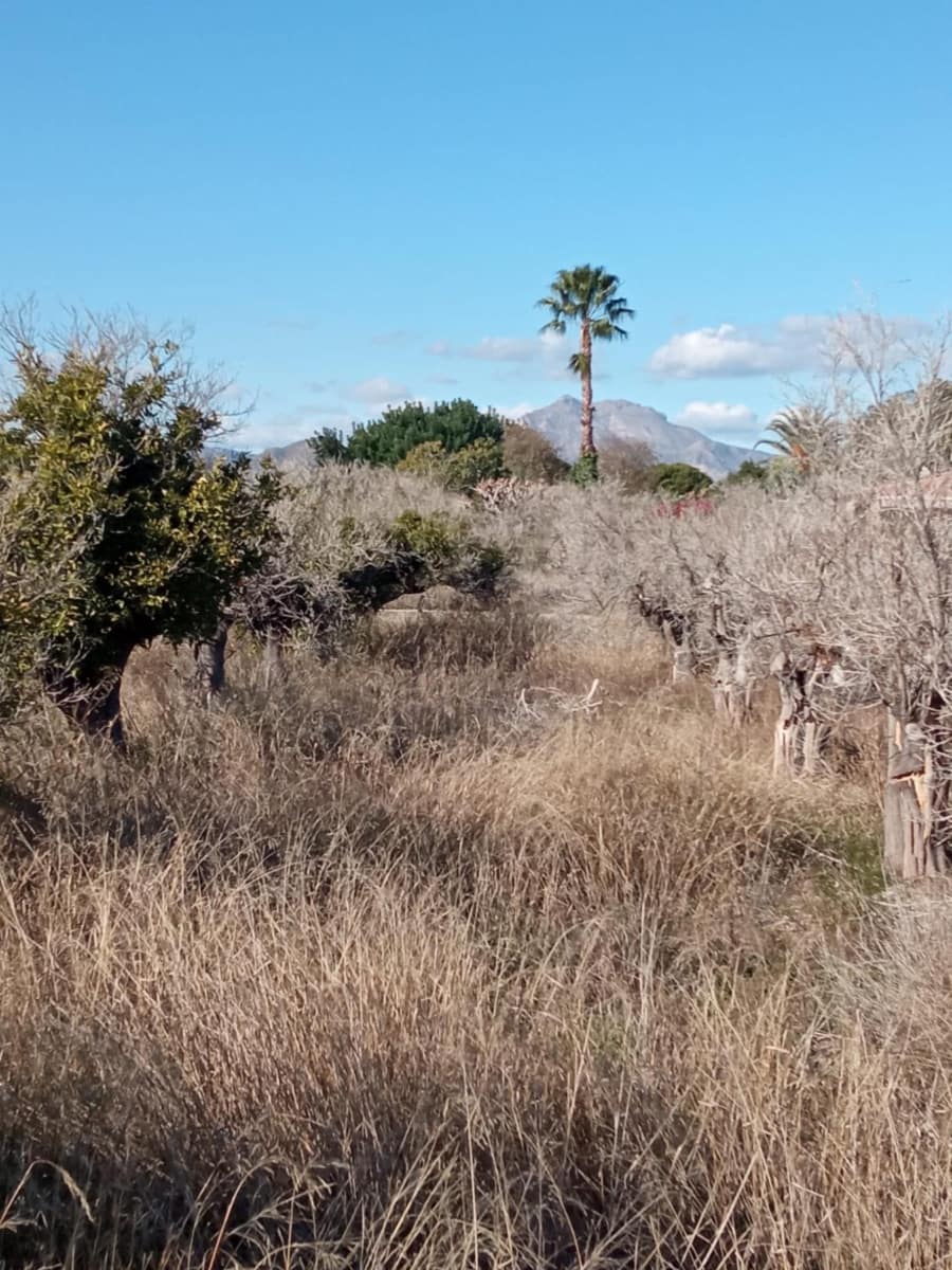 Undeveloped Land for sale in Muchamiel / Mutxamel - € 55,000 (Ref: 9483532)