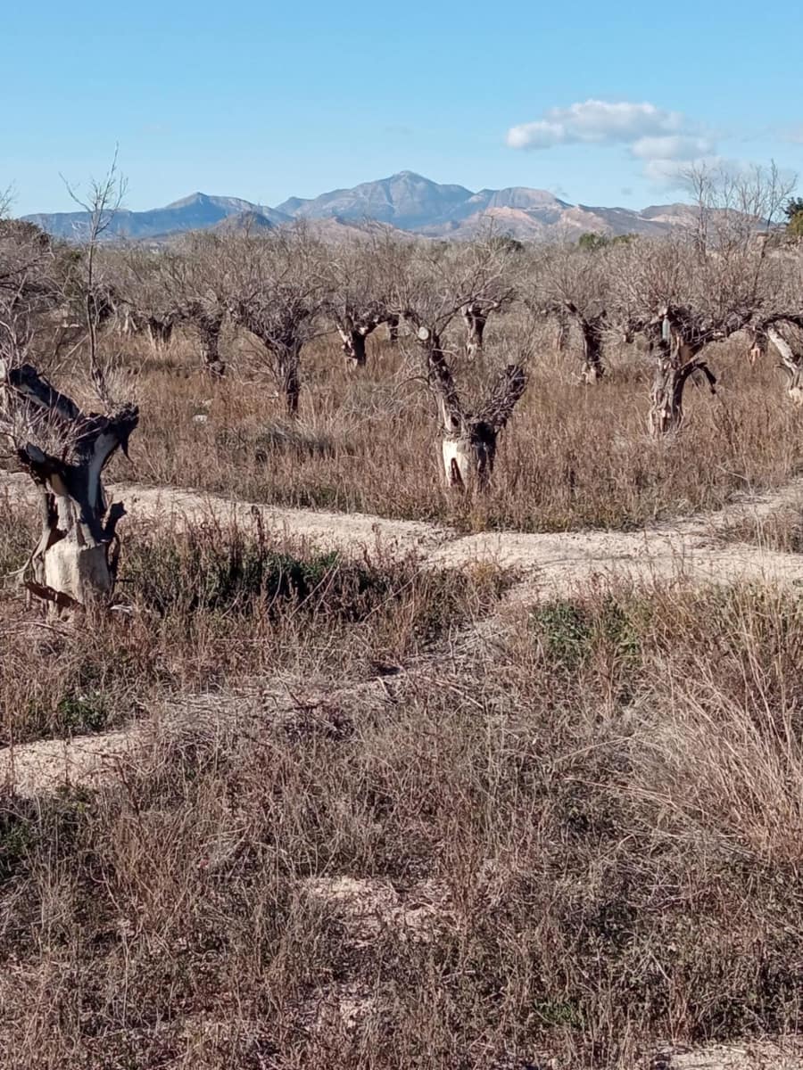 Undeveloped Land for sale in Muchamiel / Mutxamel - € 55,000 (Ref: 9483532)