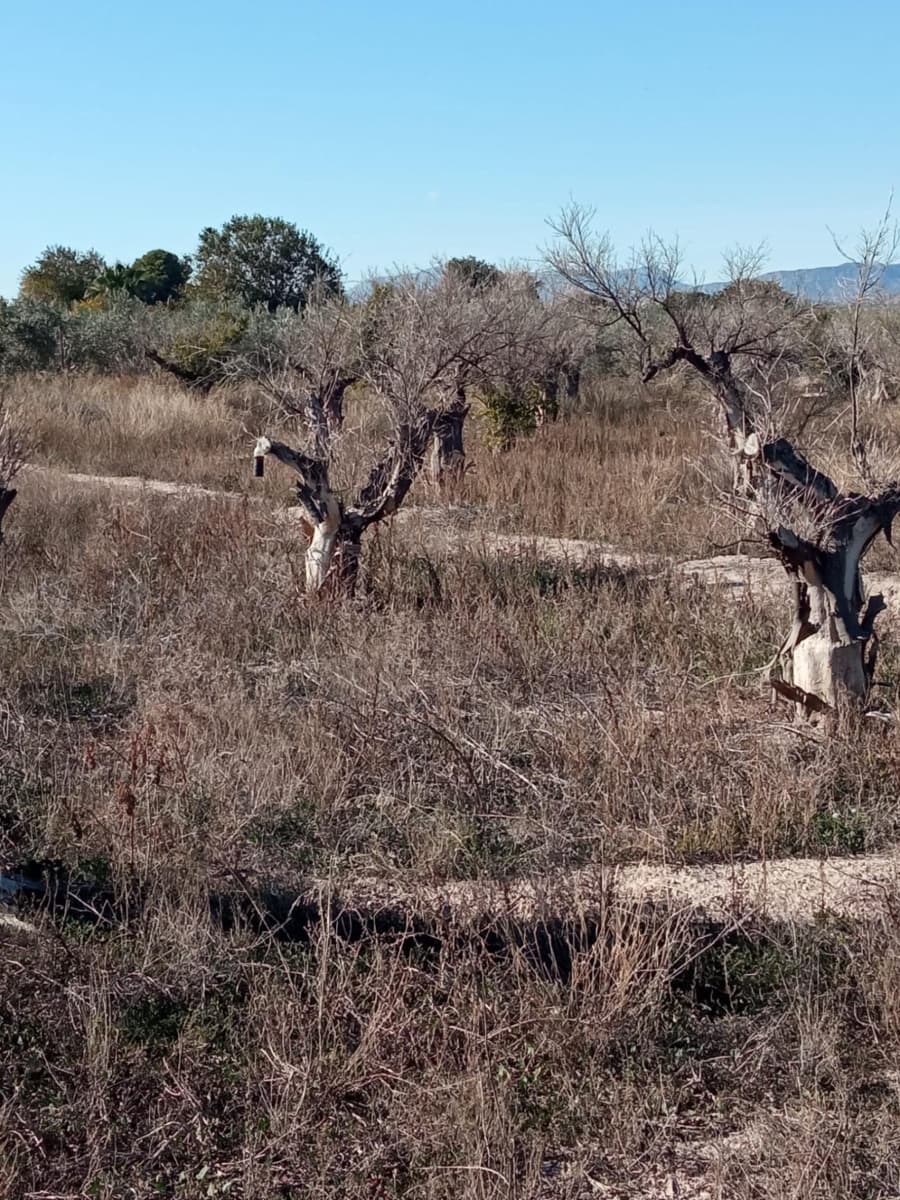 Undeveloped Land for sale in Muchamiel / Mutxamel - € 55,000 (Ref: 9483532)