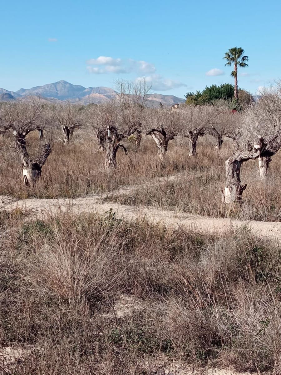 Undeveloped Land for sale in Muchamiel / Mutxamel - € 55,000 (Ref: 9483532)