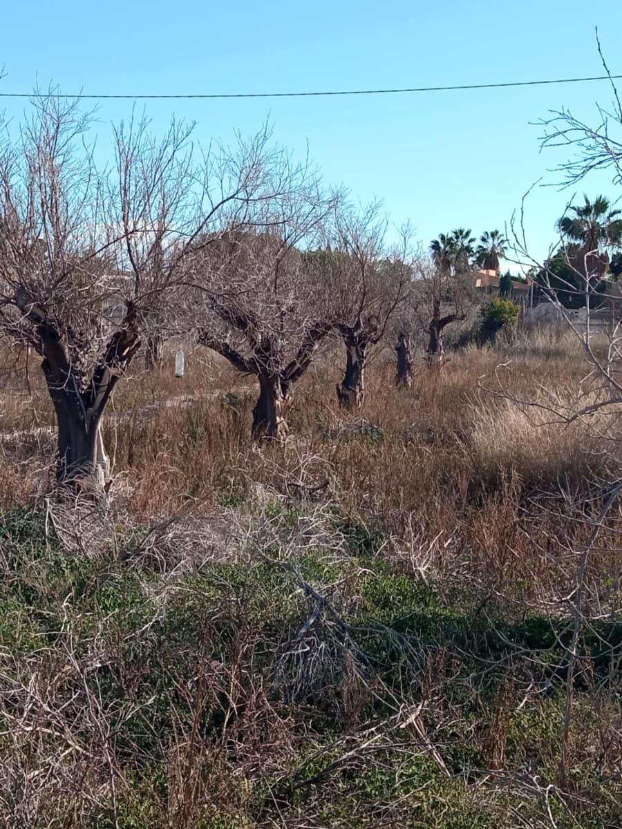 Undeveloped Land for sale in Muchamiel / Mutxamel - € 55,000 (Ref: 9483532)