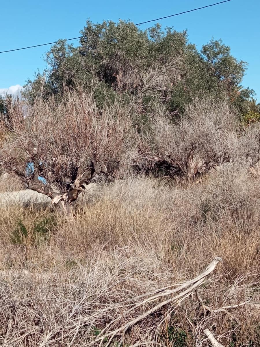 Undeveloped Land for sale in Muchamiel / Mutxamel - € 55,000 (Ref: 9483532)