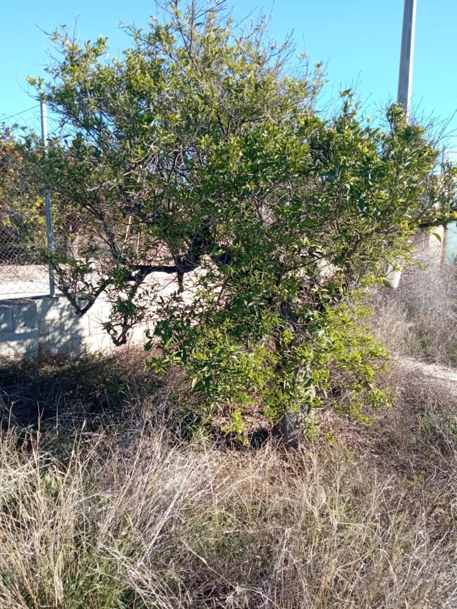 Undeveloped Land for sale in Muchamiel / Mutxamel - € 55,000 (Ref: 9483532)