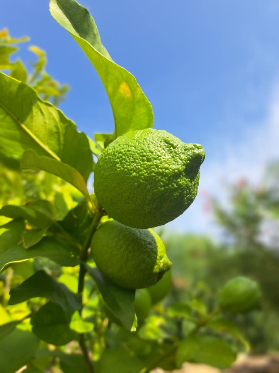 9 makuuhuone Majatalo/aamiaismajoitus myytävänä paikassa Calig mukana uima-altaan 
autotalli - 755 000 € (Ref: 7517493)