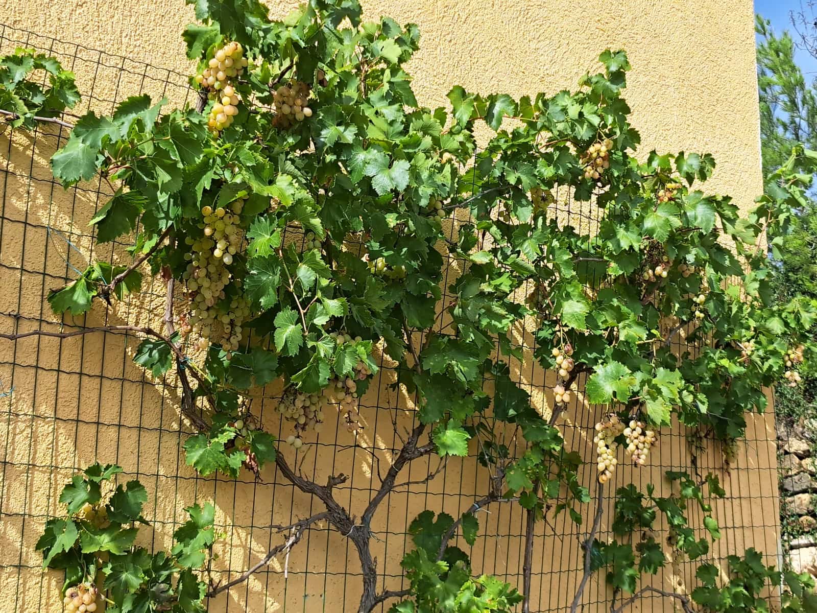 9 makuuhuone Majatalo/aamiaismajoitus myytävänä paikassa Calig mukana uima-altaan 
autotalli - 755 000 € (Ref: 7517493)