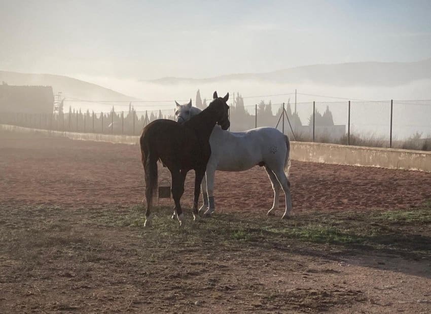 3 sypialnia Finka/Dom wiejski na sprzedaż w Torre del Rico - 510 000 € (Ref: 9038273)