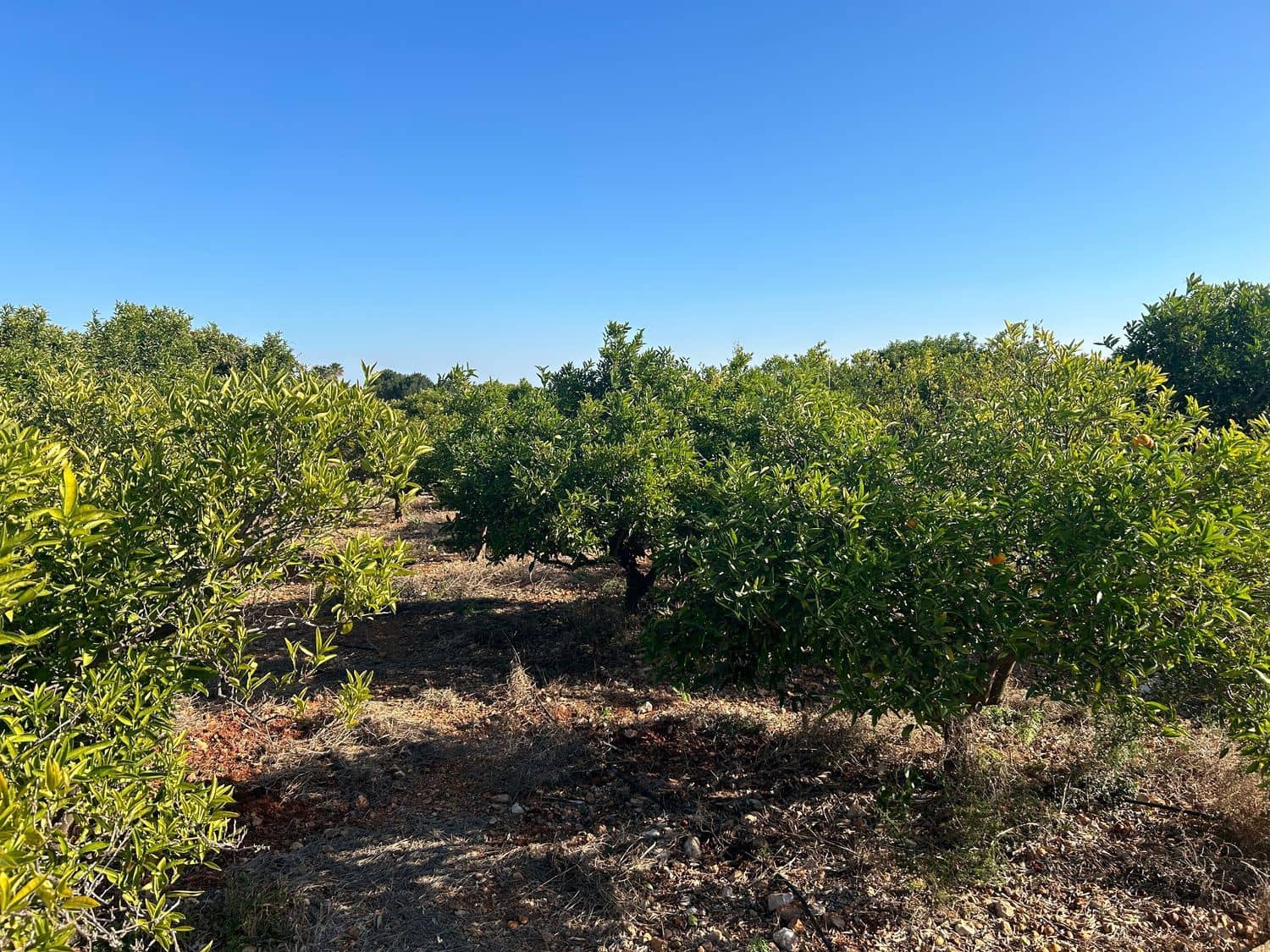 Grond te koop in Denia - € 333.500 (Ref: 8248165)