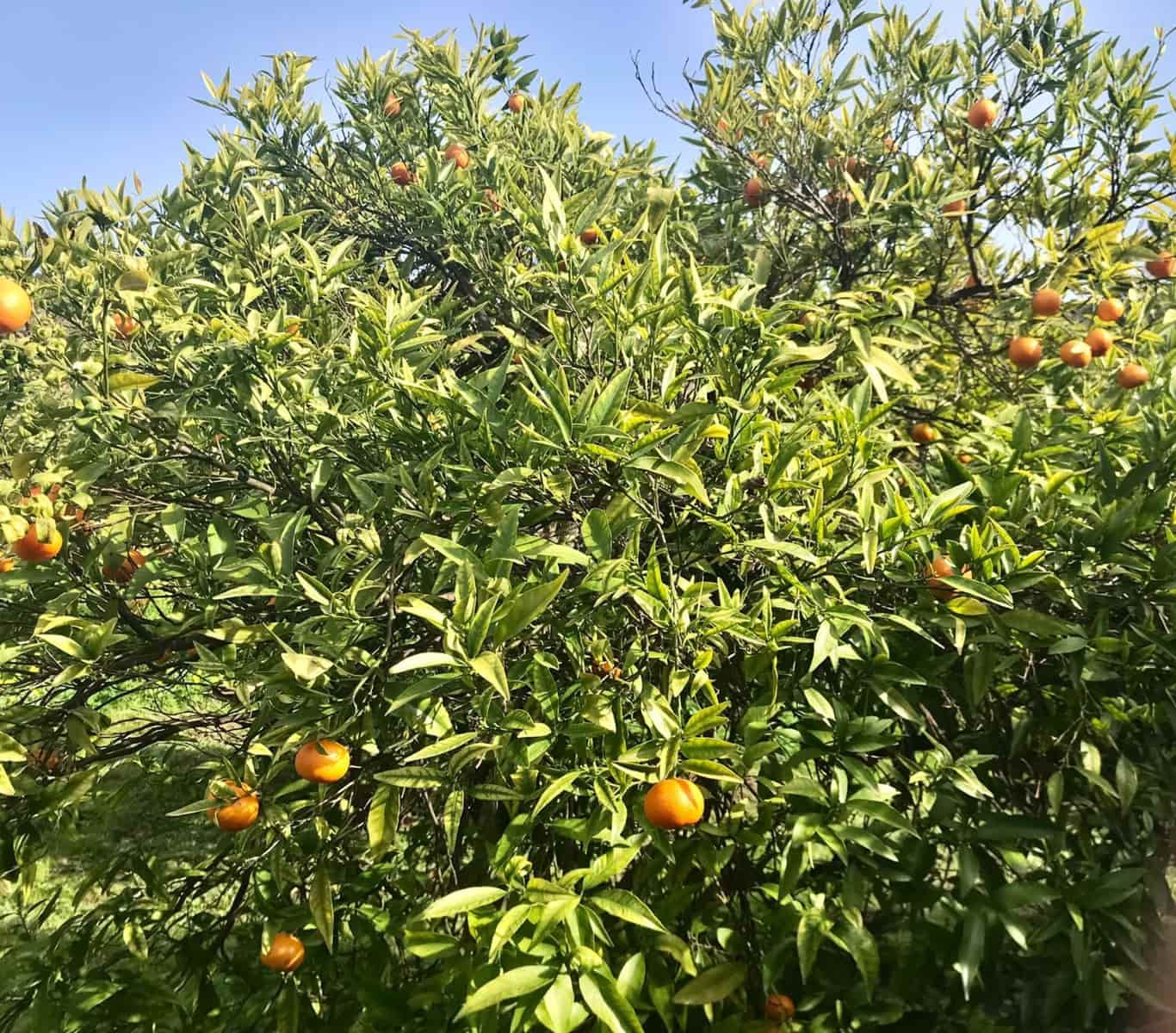 2 sypialnia Finka/Dom wiejski na sprzedaż w El Velerin z basenem garażem - 380 000 € (Ref: 7654077)