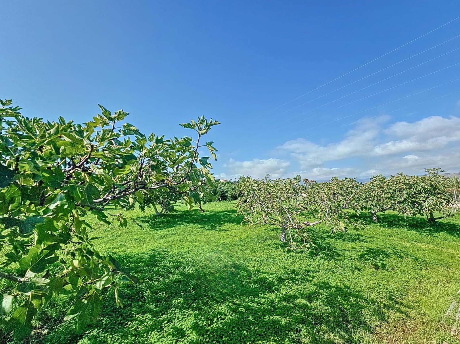 3 sovrum Finca/Hus på landet till salu i El Padron med garage - 505 000 € (Ref: 8619838)