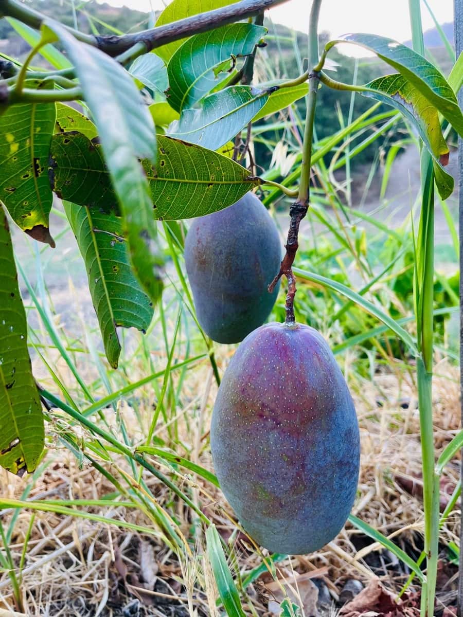 3 soverom Finca/Herregård til salgs i Estepona - € 529 900 (Ref: 8948946)