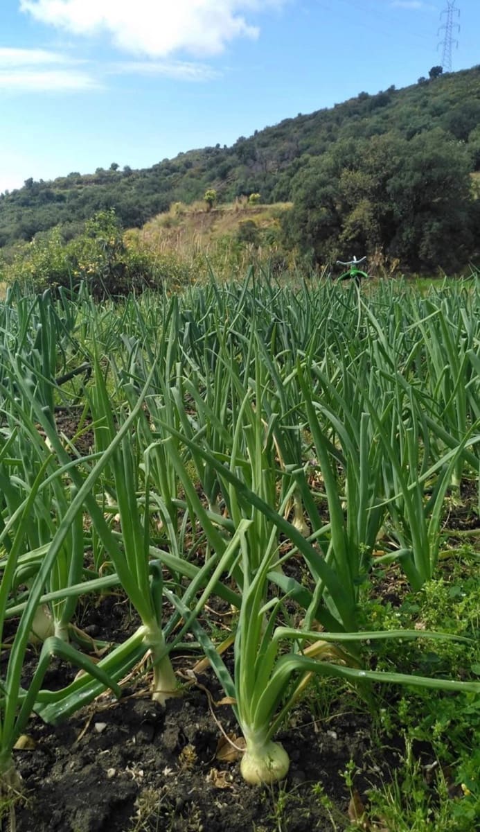 3 soverom Finca/Herregård til salgs i Estepona - € 529 900 (Ref: 8948946)