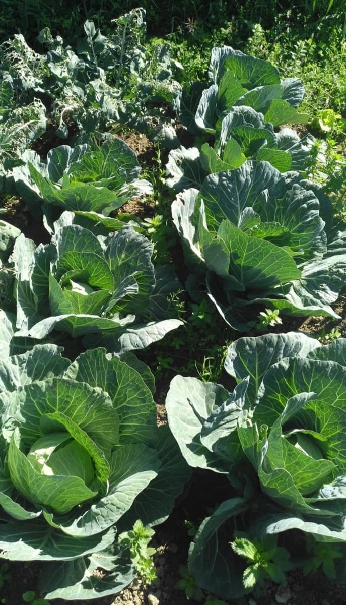 3 soverom Finca/Herregård til salgs i Estepona - € 529 900 (Ref: 8948946)