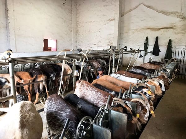 10 soveværelse Finca/Landehus til salg i Olvera - € 3.000.000 (Ref: 8866305)