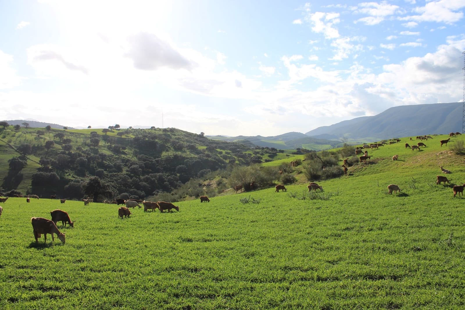 10 soveværelse Finca/Landehus til salg i Olvera - € 3.000.000 (Ref: 8866305)