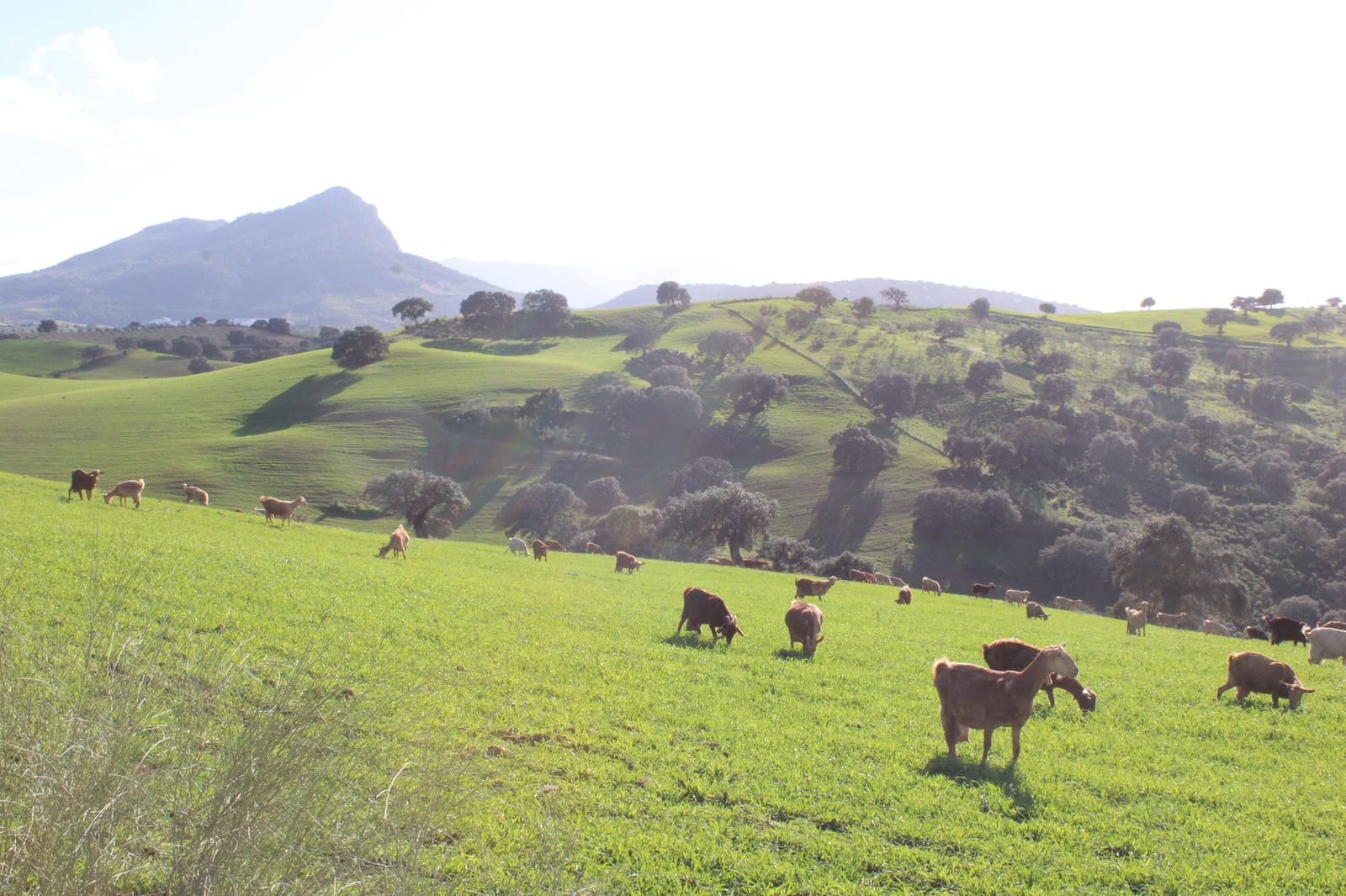 10 soveværelse Finca/Landehus til salg i Olvera - € 3.000.000 (Ref: 8866305)