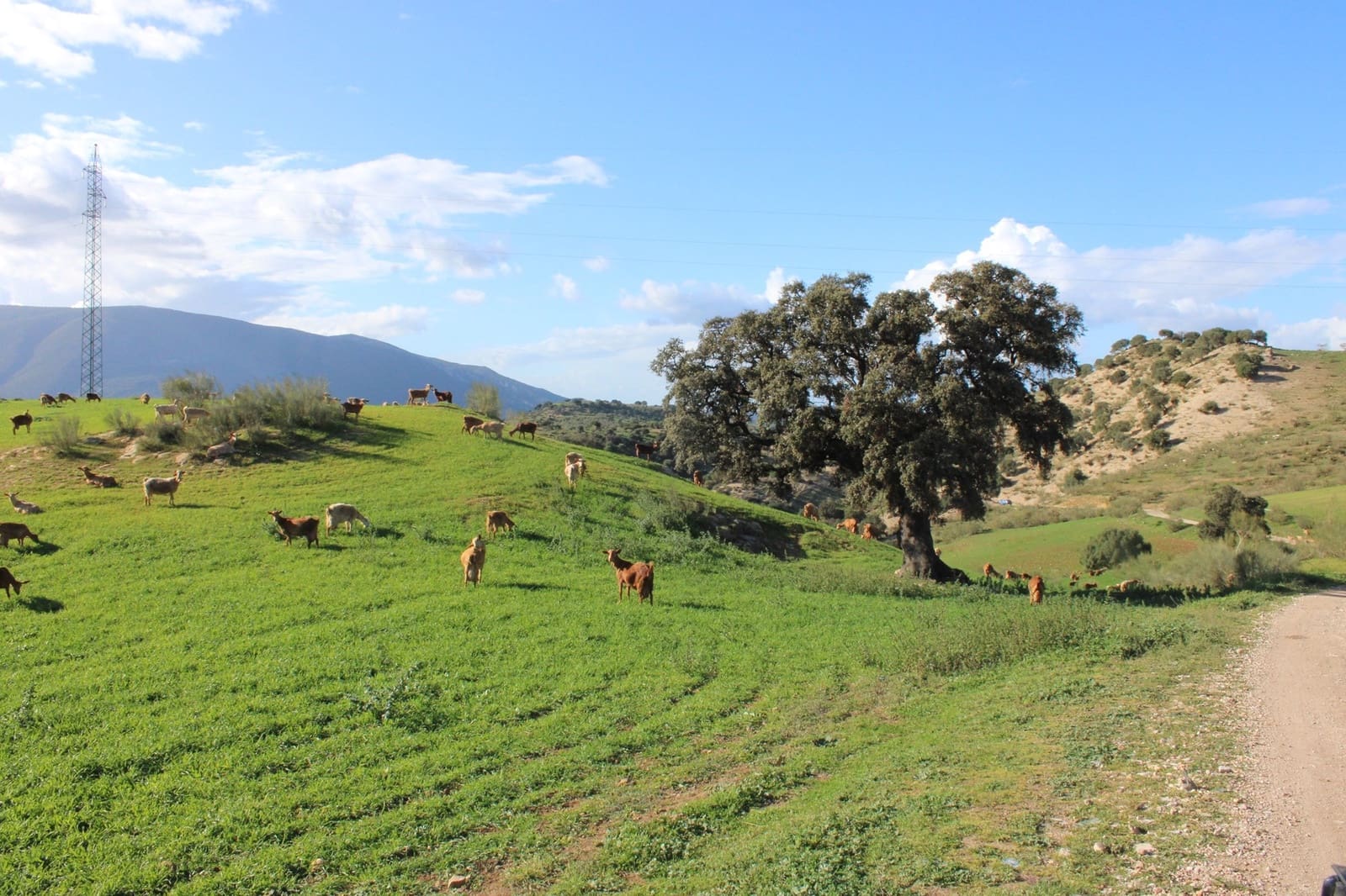 10 soveværelse Finca/Landehus til salg i Olvera - € 3.000.000 (Ref: 8866305)