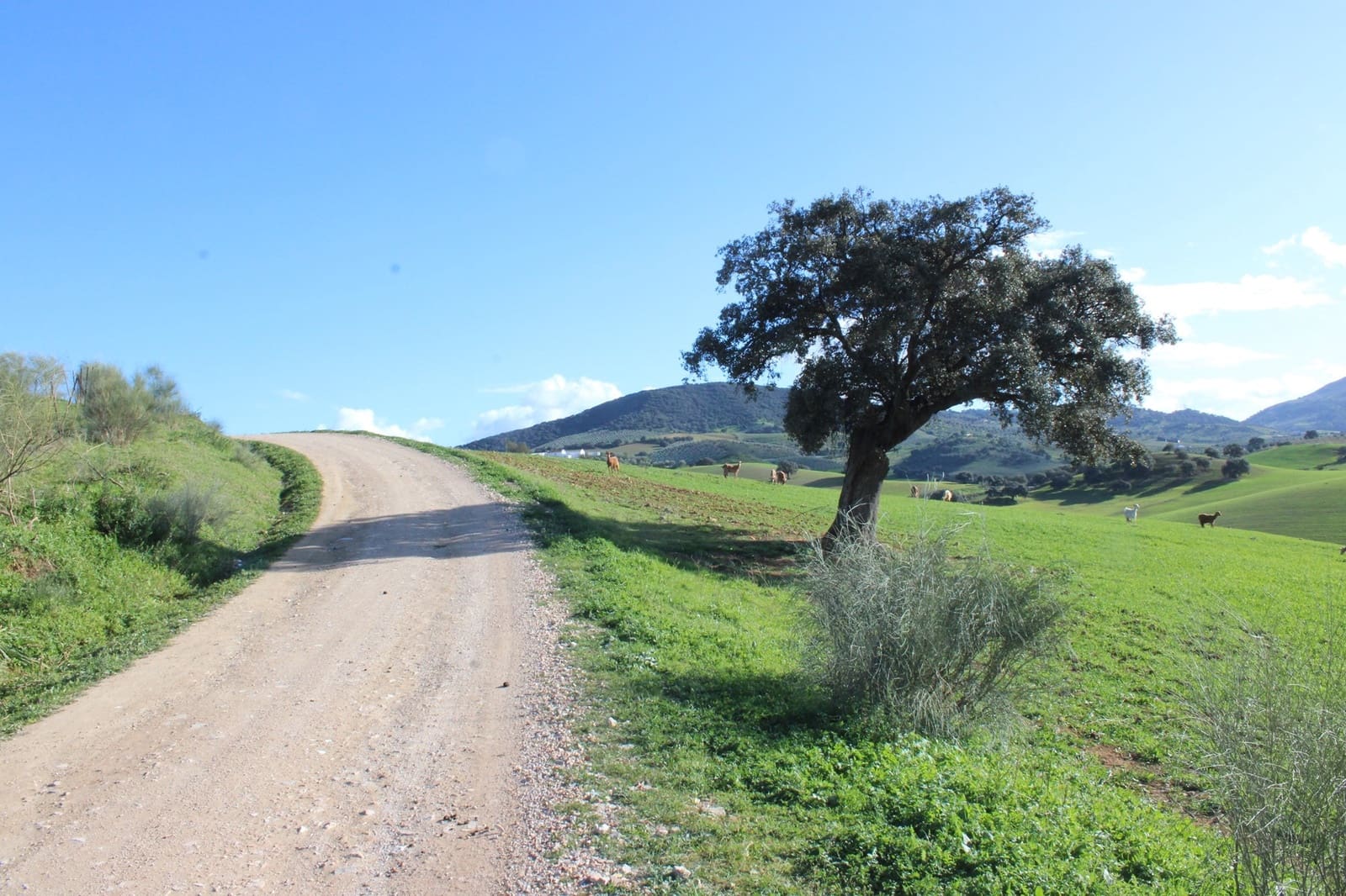 10 soveværelse Finca/Landehus til salg i Olvera - € 3.000.000 (Ref: 8866305)