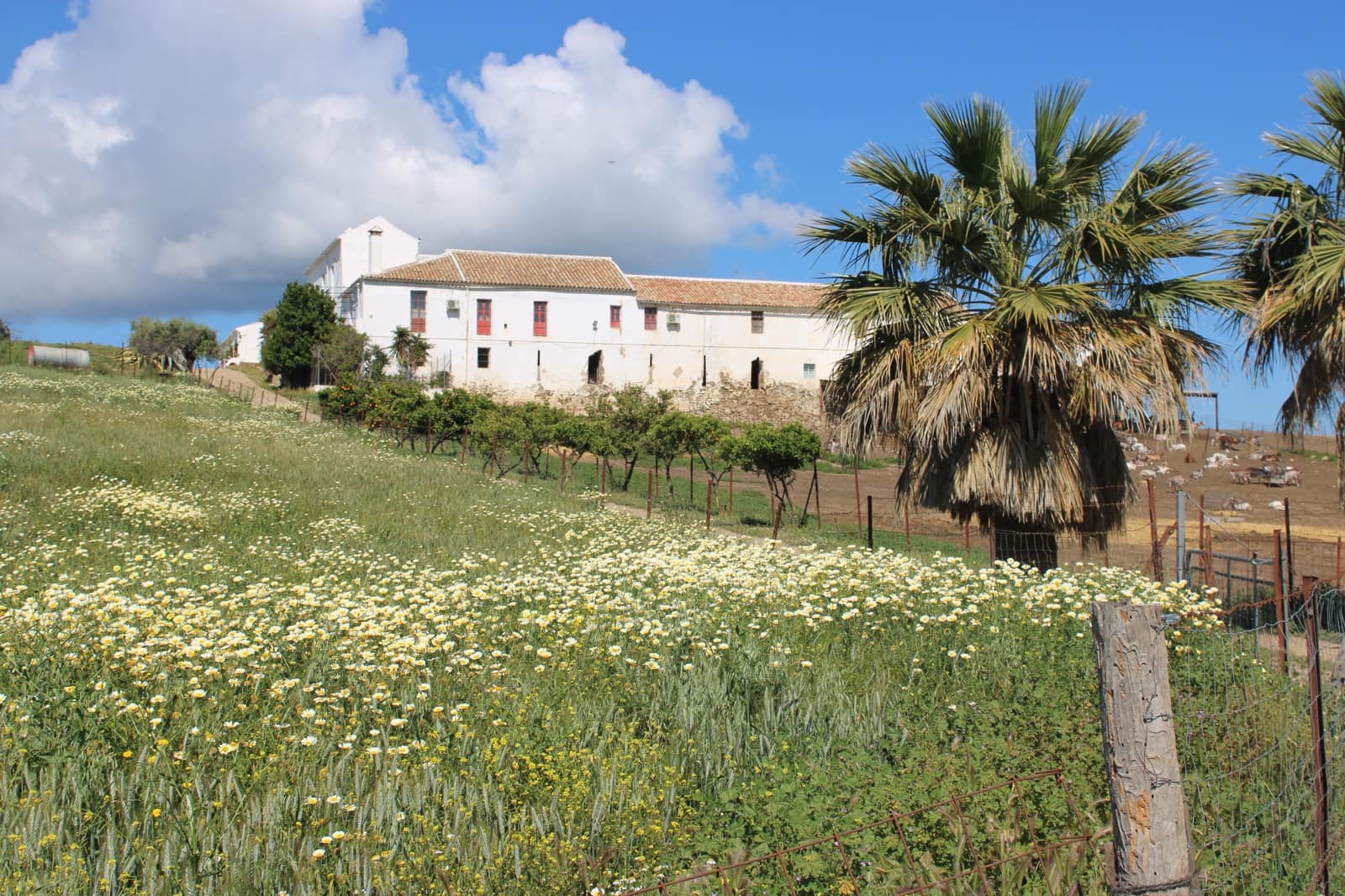 10 soveværelse Finca/Landehus til salg i Olvera - € 3.000.000 (Ref: 8866305)