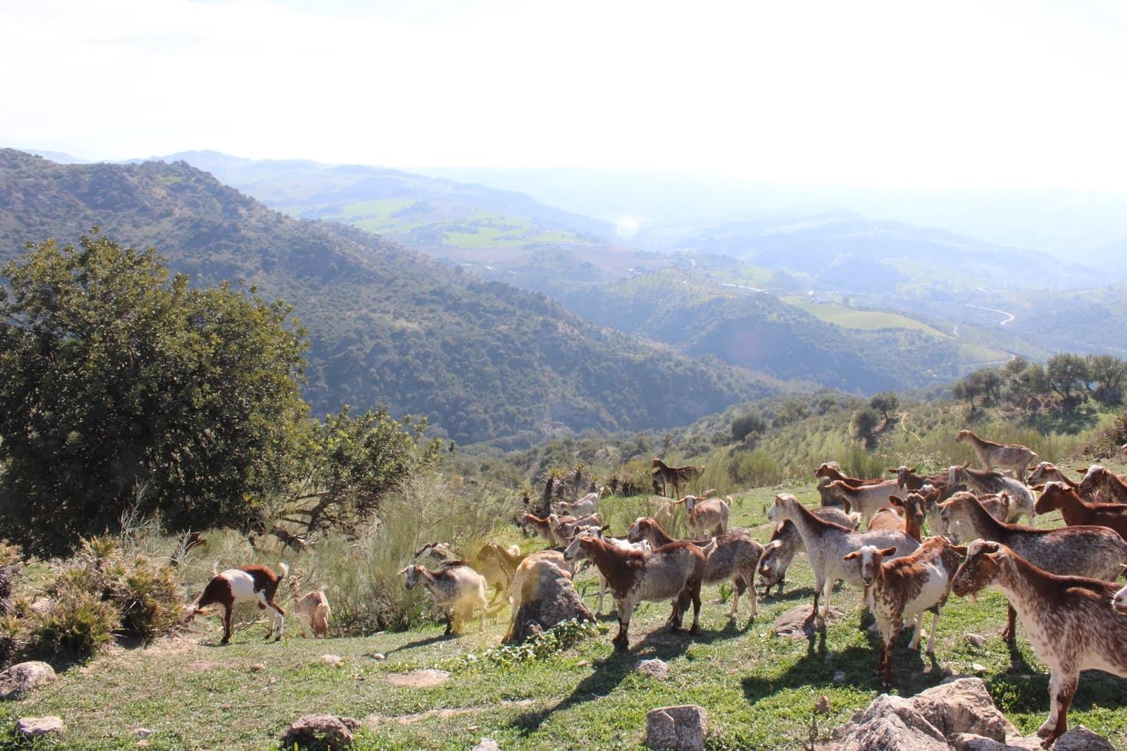 3 soverom Finca/Herregård til salgs i El Gastor med svømmebasseng - € 2 100 000 (Ref: 8882005)