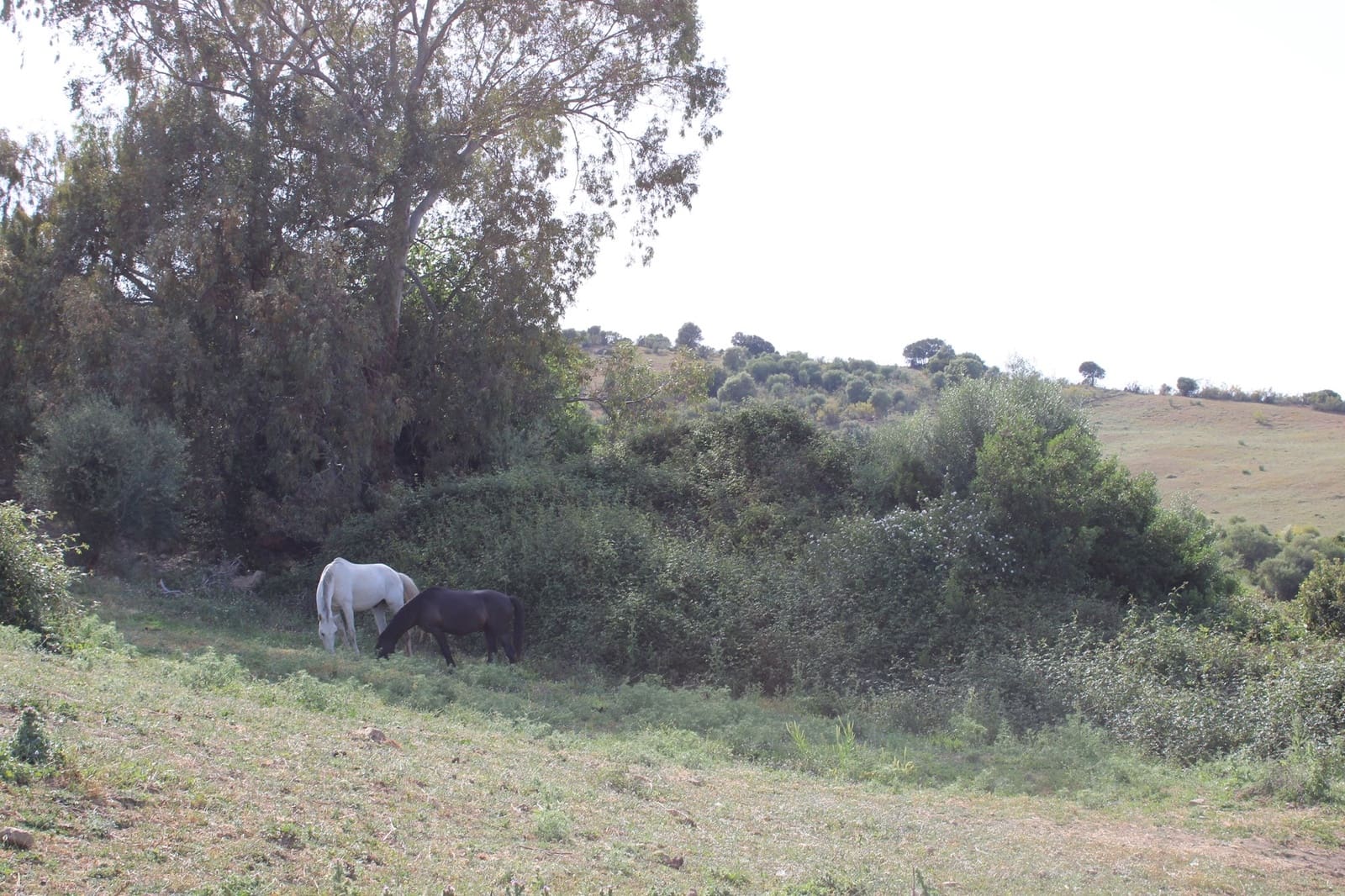 7 soveværelse Finca/Landehus til salg i Grazalema - € 900.000 (Ref: 8882269)