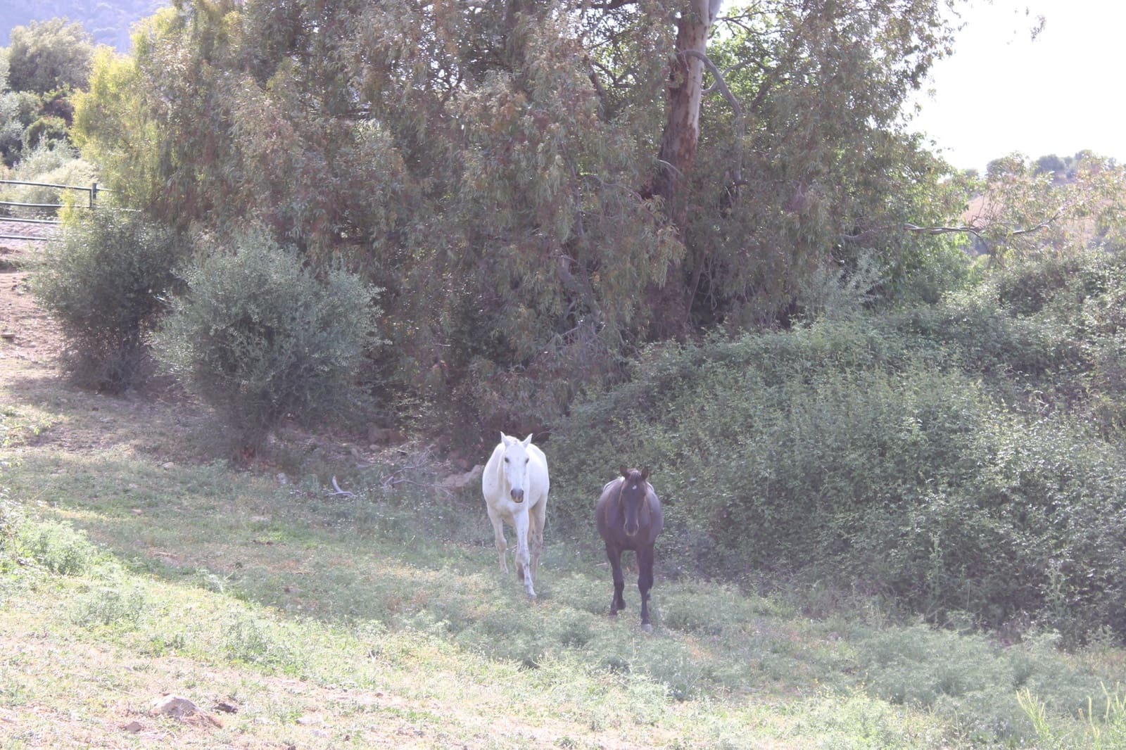 7 soveværelse Finca/Landehus til salg i Grazalema - € 900.000 (Ref: 8882269)