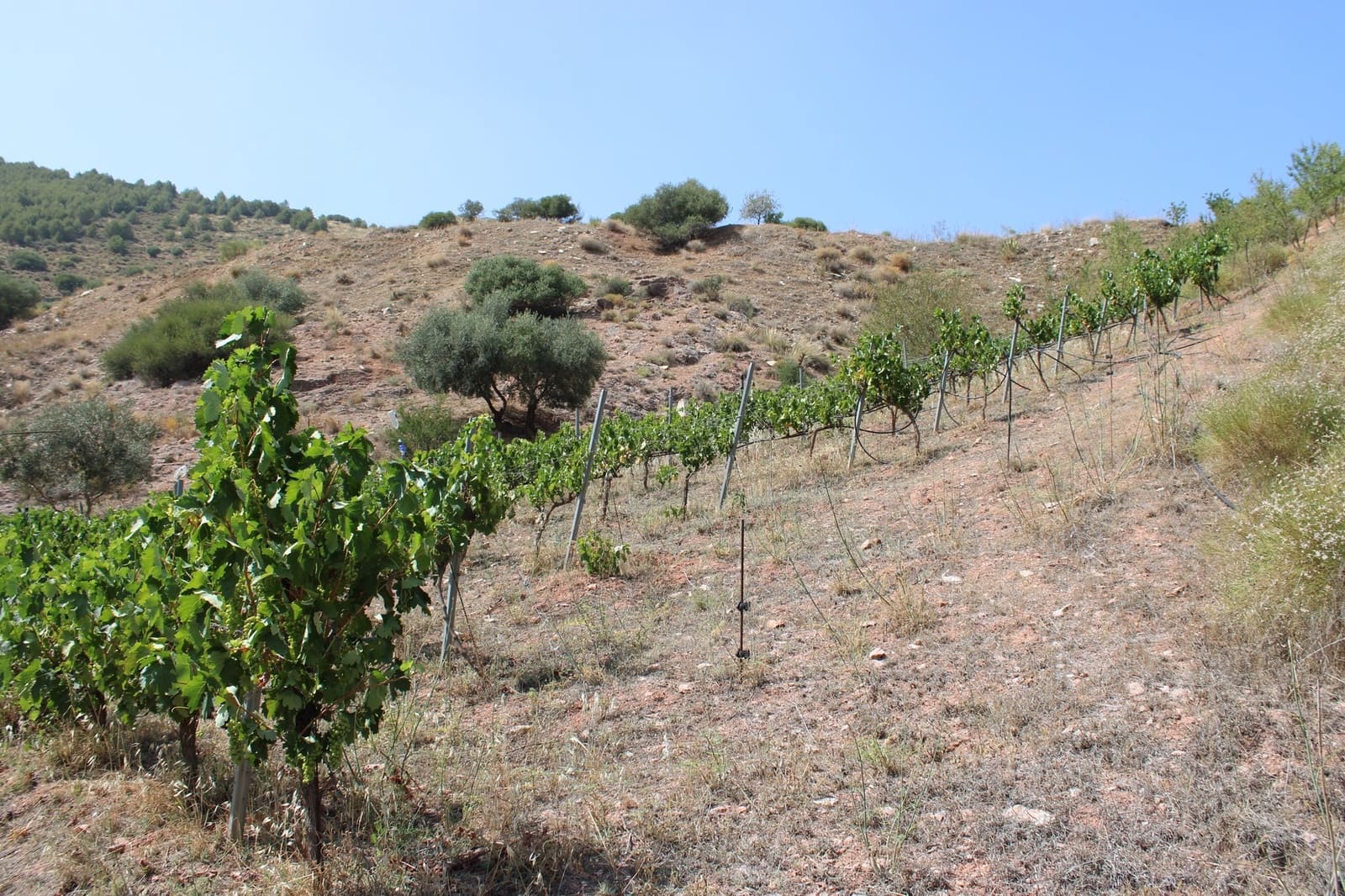 3 soveværelse Finca/Landehus til salg i El Burgo med swimmingpool - € 235.000 (Ref: 8912288)