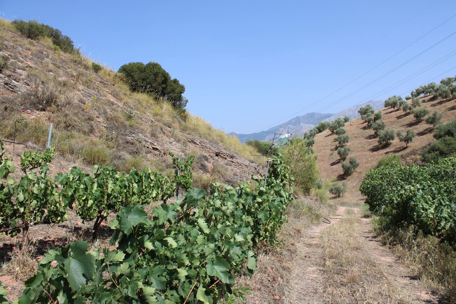 3 soveværelse Finca/Landehus til salg i El Burgo med swimmingpool - € 235.000 (Ref: 8912288)