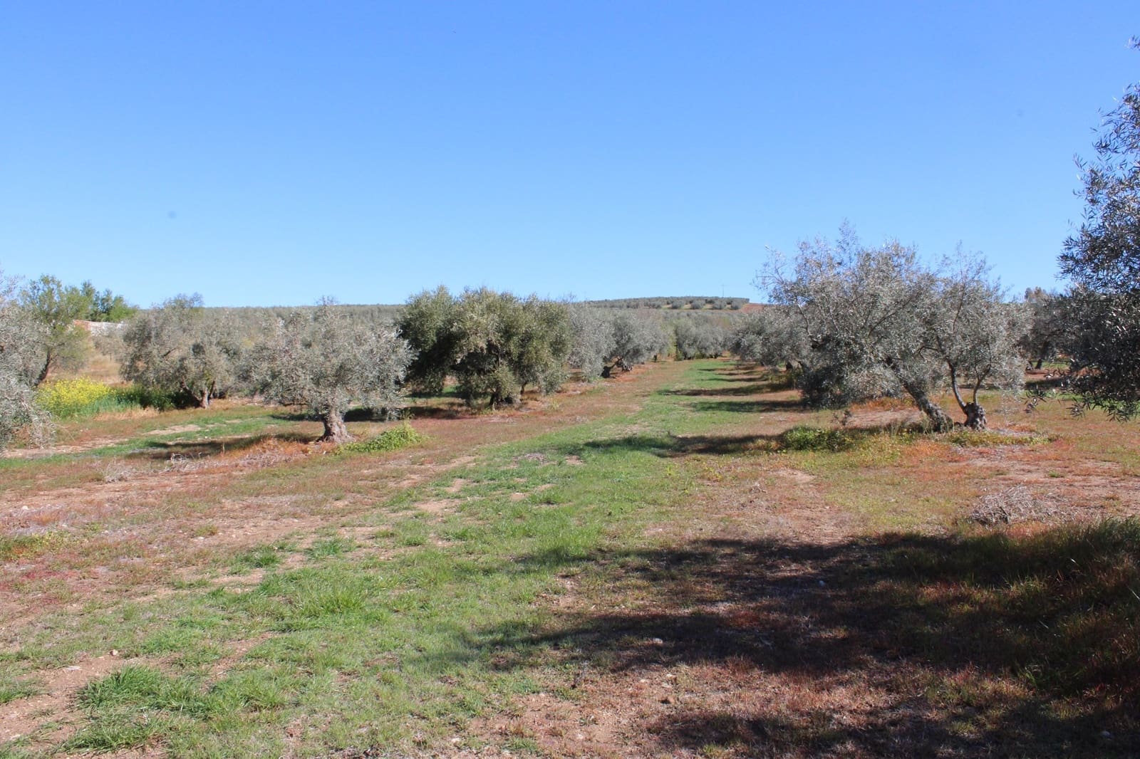 2 soveværelse Finca/Landehus til salg i Arriate - € 475.000 (Ref: 8912290)