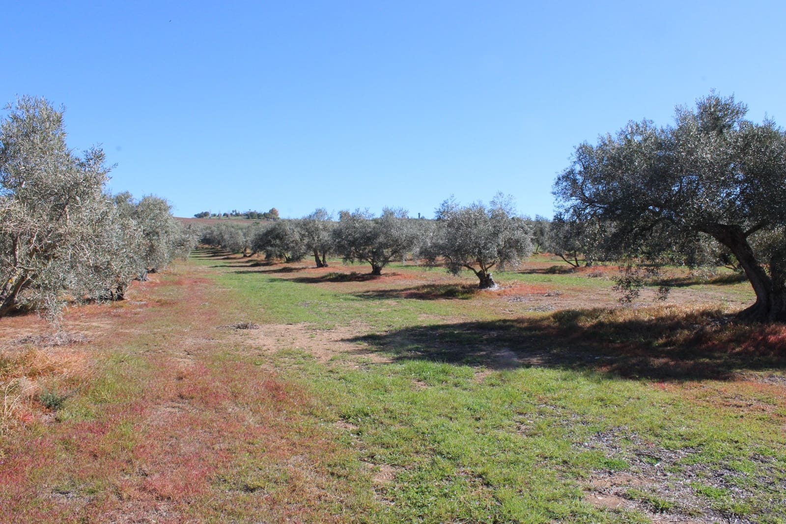 2 soveværelse Finca/Landehus til salg i Arriate - € 475.000 (Ref: 8912290)