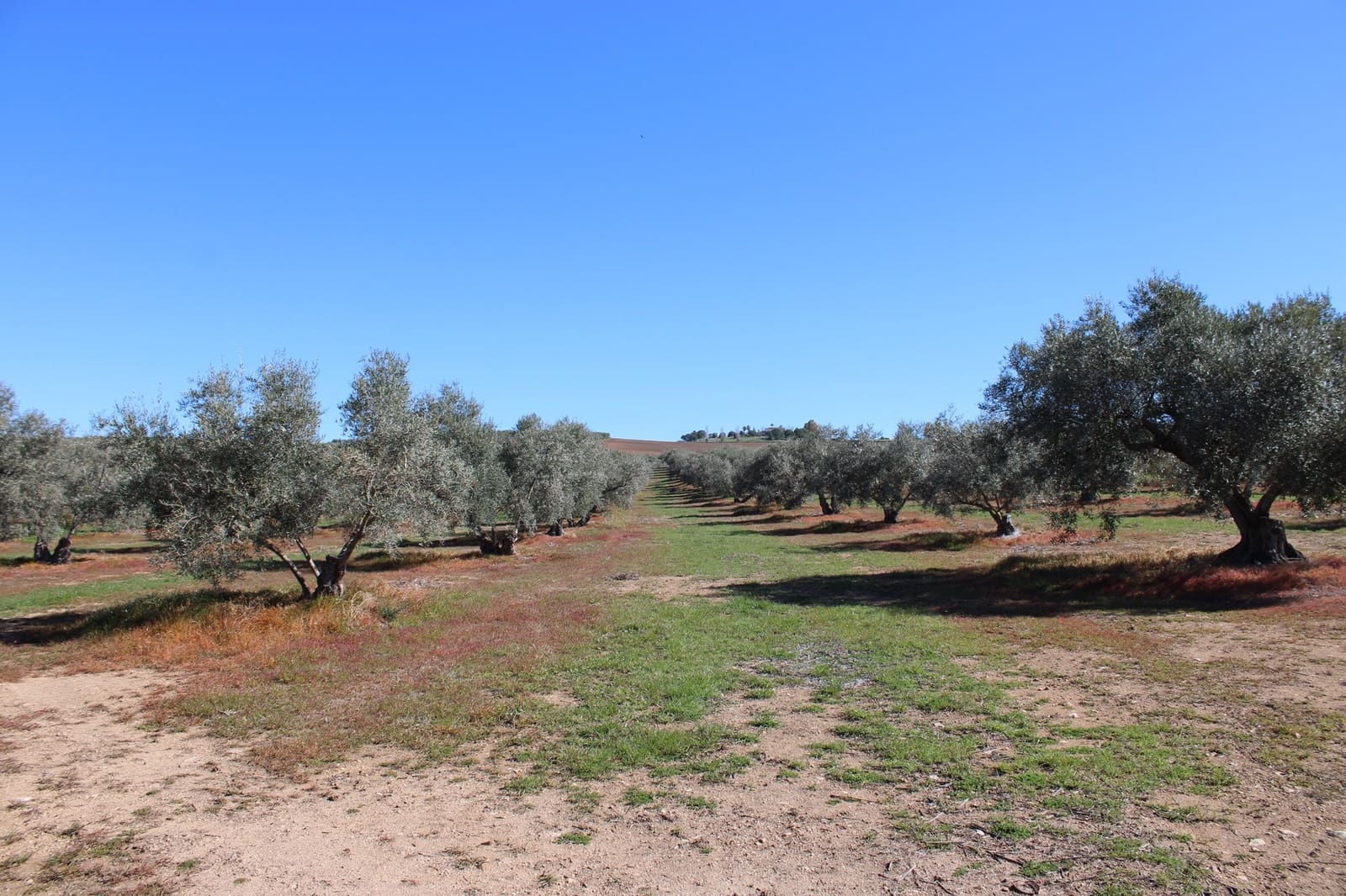 2 soveværelse Finca/Landehus til salg i Arriate - € 475.000 (Ref: 8912290)