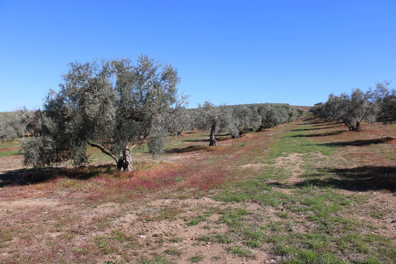 2 soveværelse Finca/Landehus til salg i Arriate - € 475.000 (Ref: 8912290)