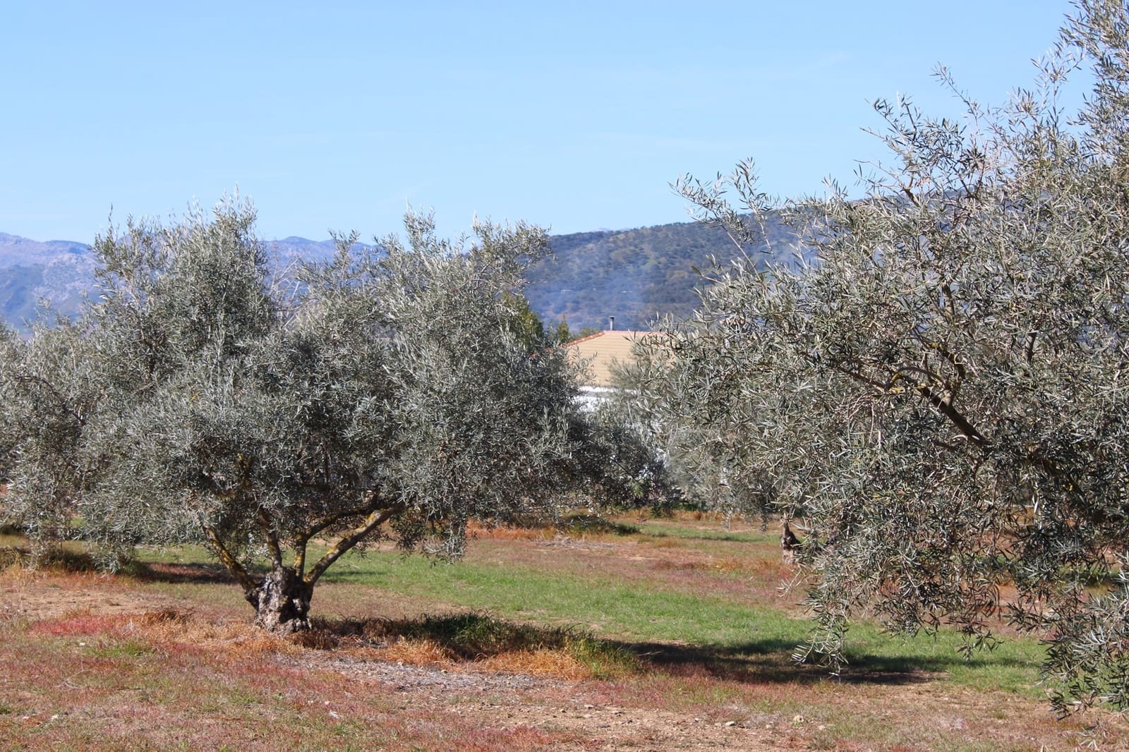 2 soveværelse Finca/Landehus til salg i Arriate - € 475.000 (Ref: 8912290)