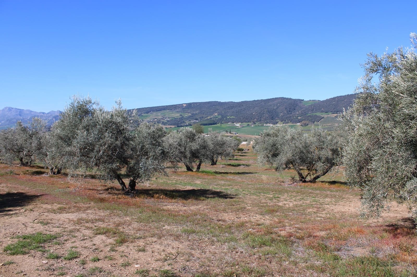 2 soveværelse Finca/Landehus til salg i Arriate - € 475.000 (Ref: 8912290)