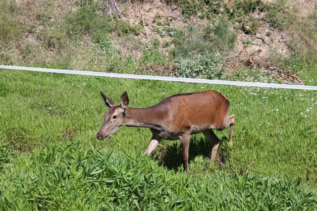 6 slaapkamer Finca/Landhuis te koop in Zahara de la Sierra met zwembad - € 480.000 (Ref: 8912292)
